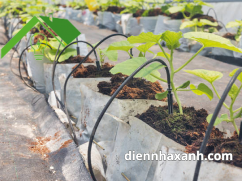 Hệ thống tưới rau tự động giải pháp tiện lợi cho việc chăm sóc vườn rau